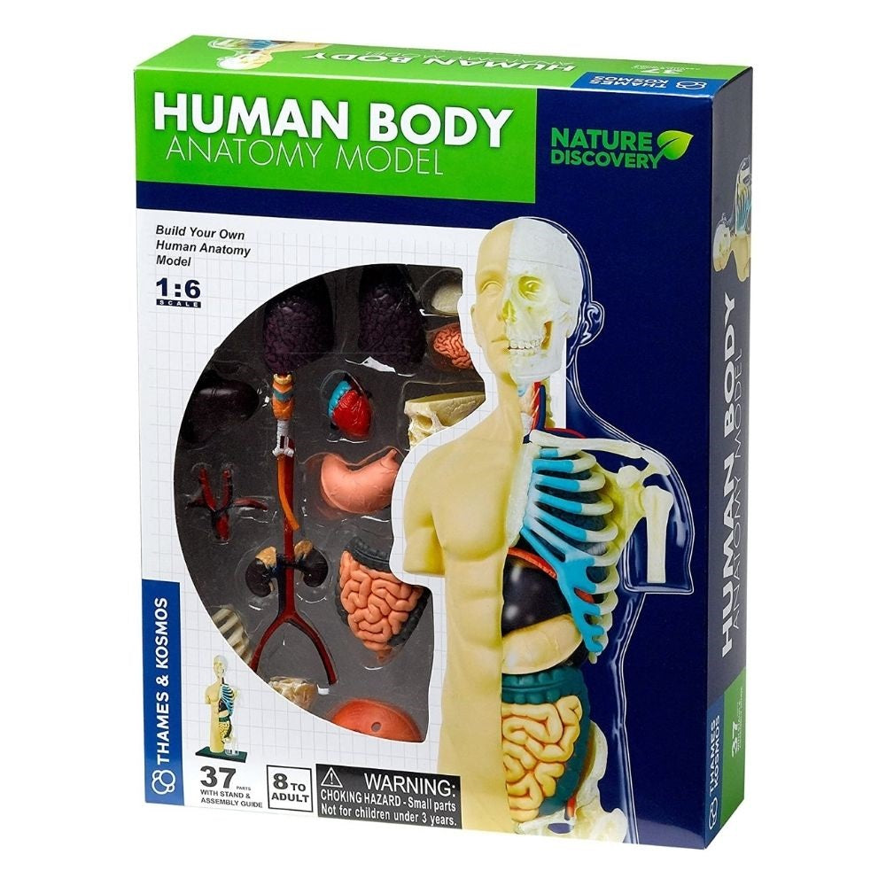 Human Body anatomy model