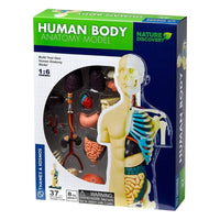 Thames and Kosmos Human Body Anatomy